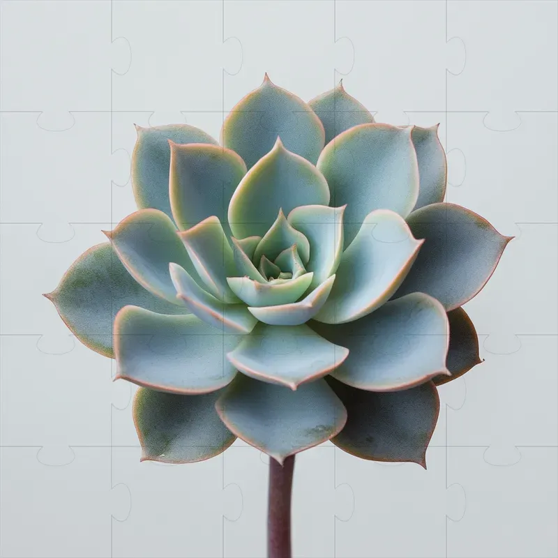 Beautiful Plant Photography