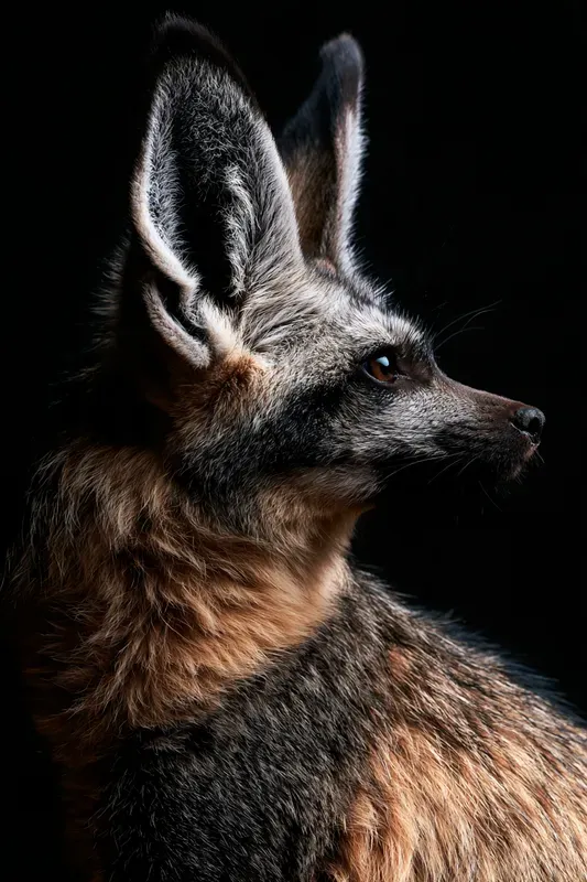 Wild Canid Portrait Generator