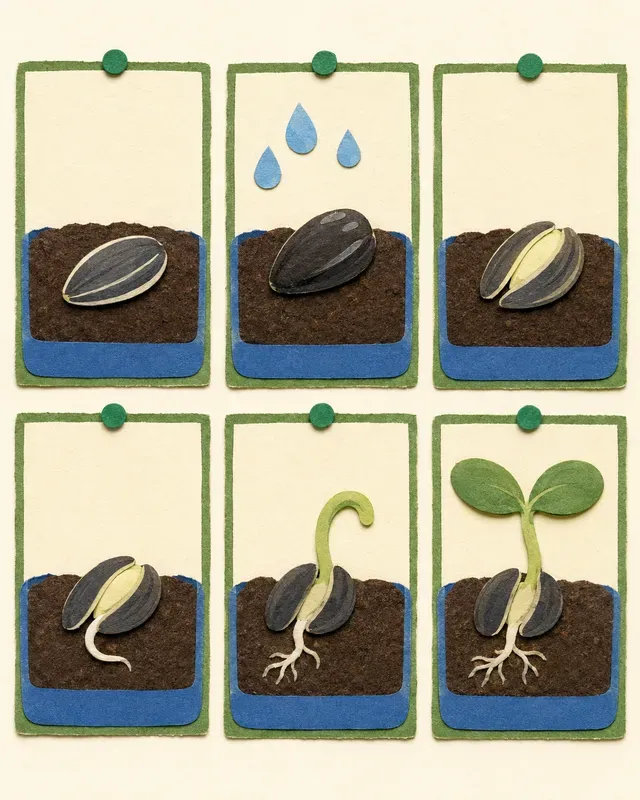 Science Process Picture Cards