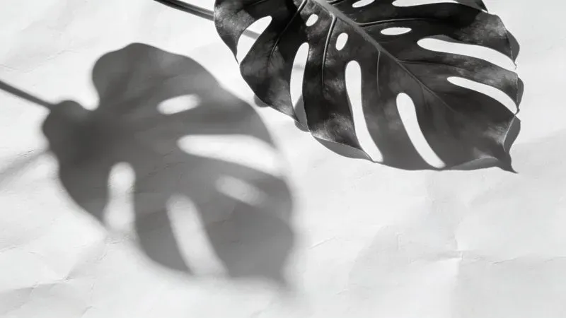 Botanical Shadow Light Overlay Generator