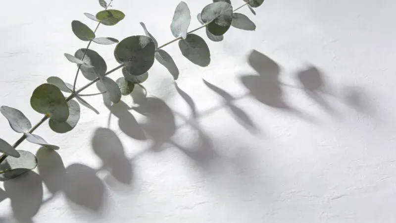 Botanical Shadow Light Overlay Generator