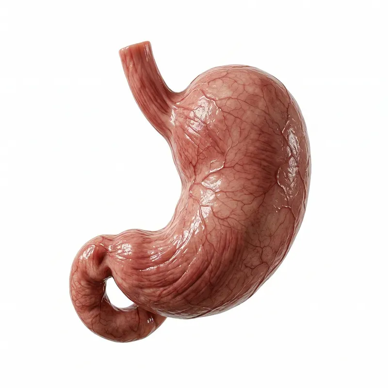 Clean White Background Subject Images