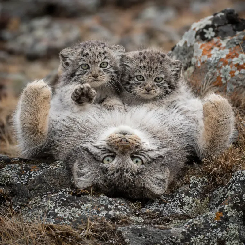 Upsidedown Families