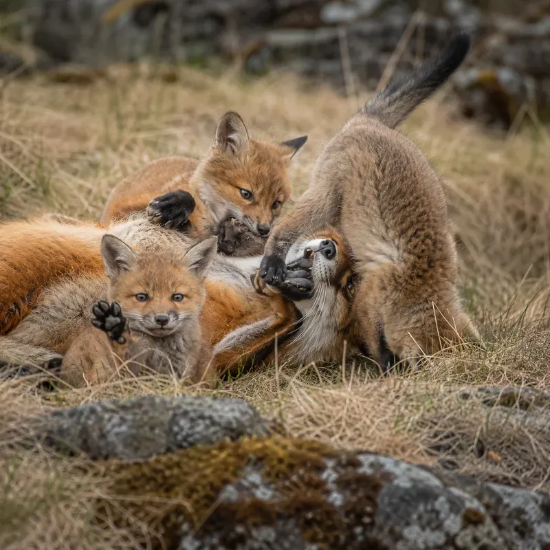Upsidedown Families