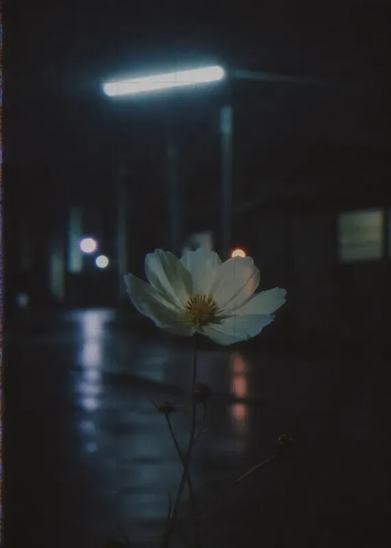 Memory Static Liminal Analog Photography