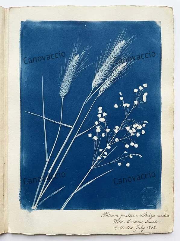 Cyanotype Botanical Ephemera Cards
