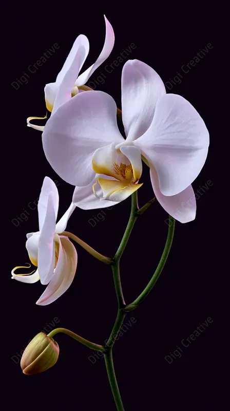 Luxury Botanical Studio Portraits