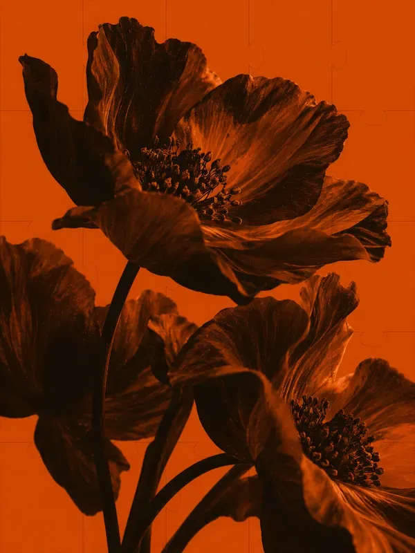 Dark Orange Minimalist Duotone Photos