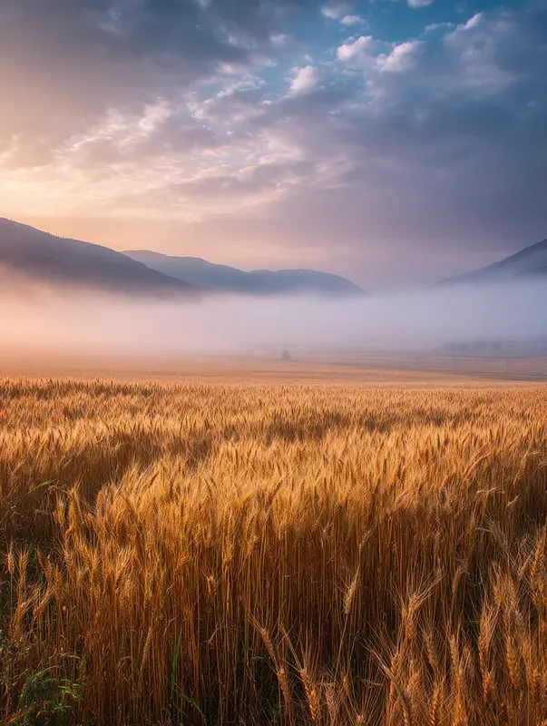 Realistic Misty Landscape Photography