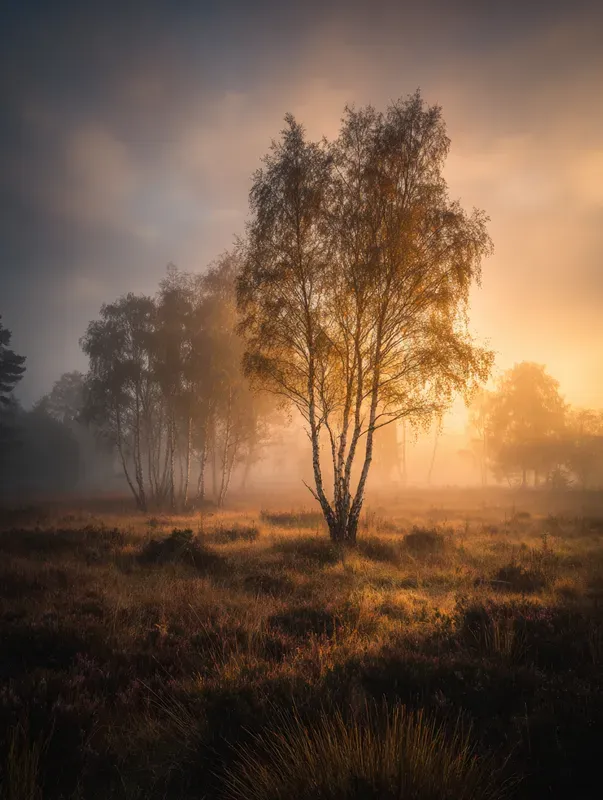 Realistic Misty Landscape Photography