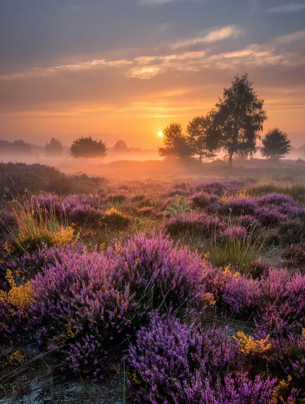 Realistic Misty Landscape Photography