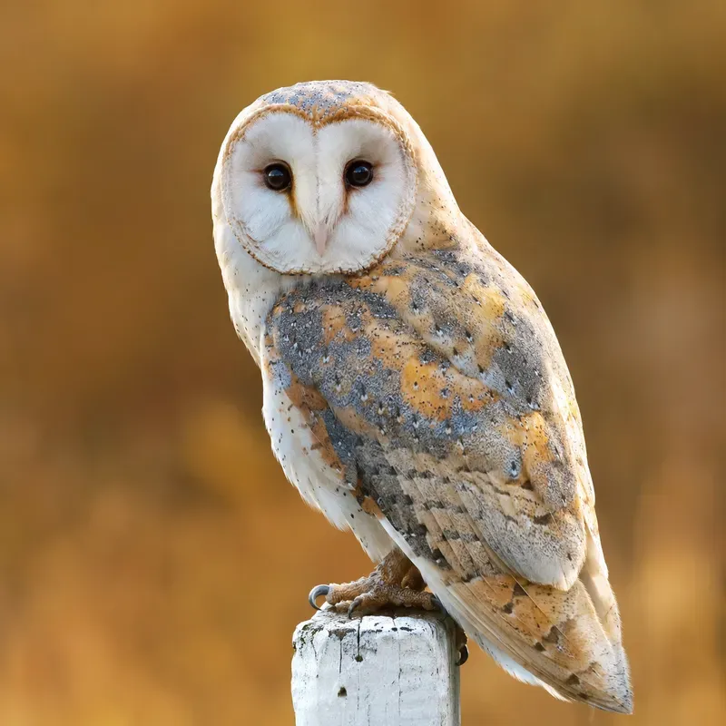 Perched Bird Portraits
