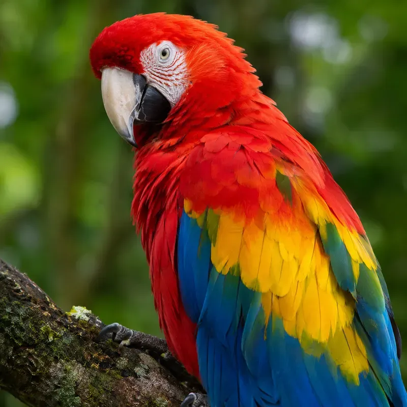 Perched Bird Portraits