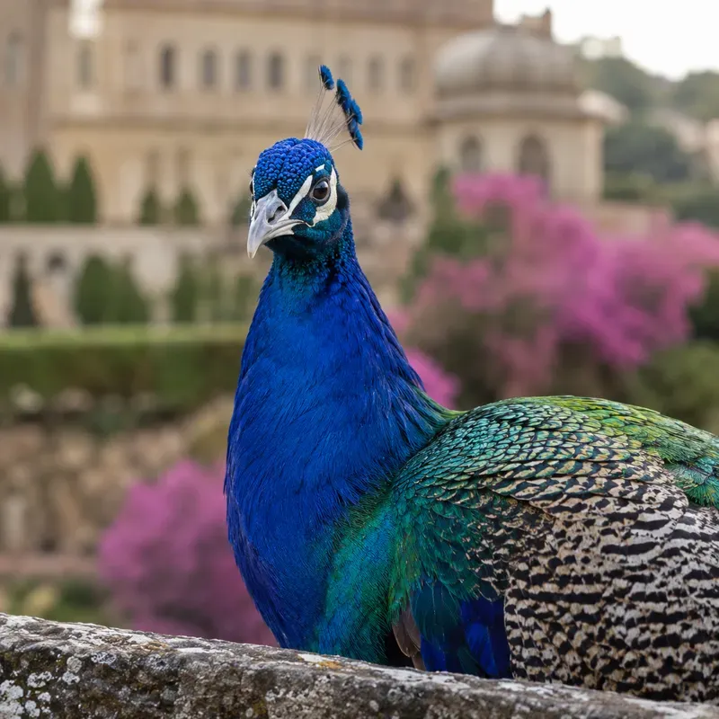 Perched Bird Portraits