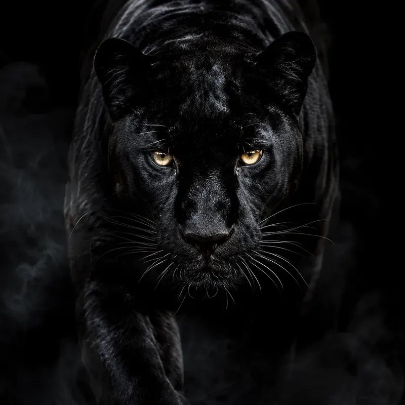 Shadow Predator Portraits