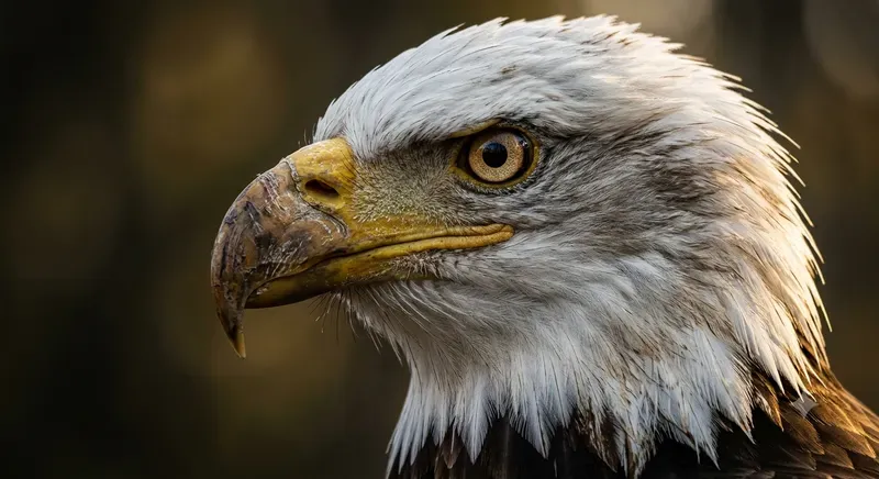 8K Wildlife Animal Portraits
