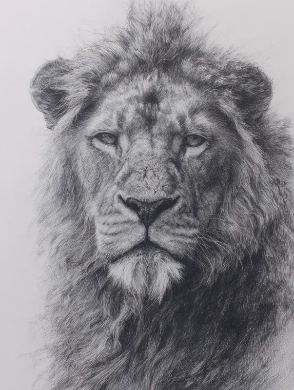 Wildlife Pencil Sketch Animal Art