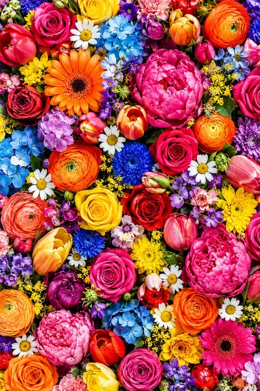 Colorful Flat Lay Collections