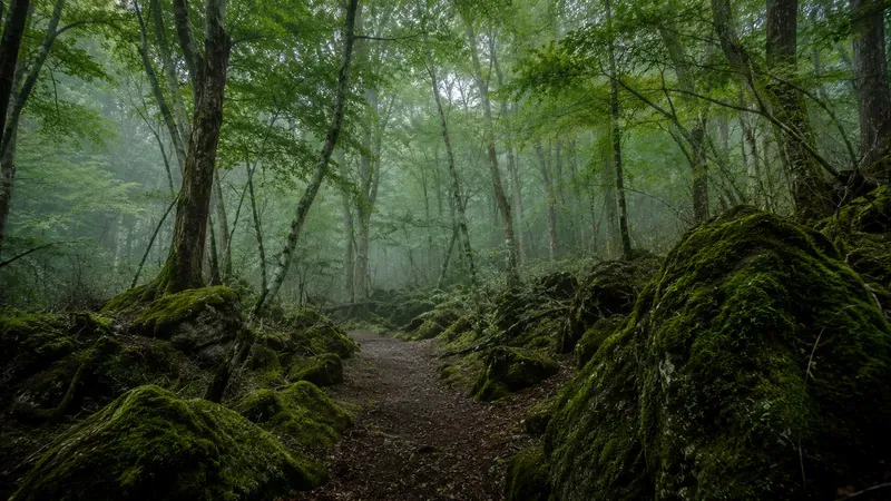 Japan Mood Japanese Forest Retreats