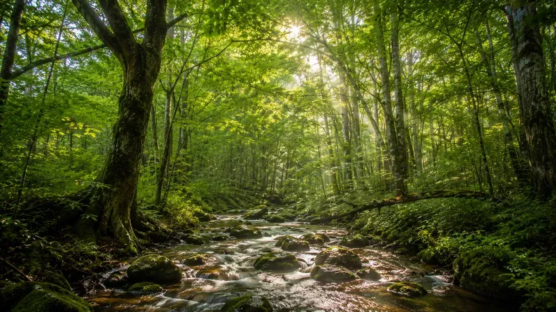 Japan Mood Japanese Forest Retreats