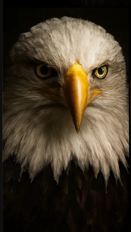 Real Animal Portraits