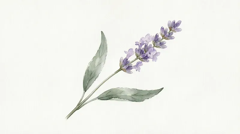 Minimalist Botanical Floral Cliparts