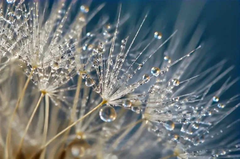 Ultra Detailed Macro Nature Photography
