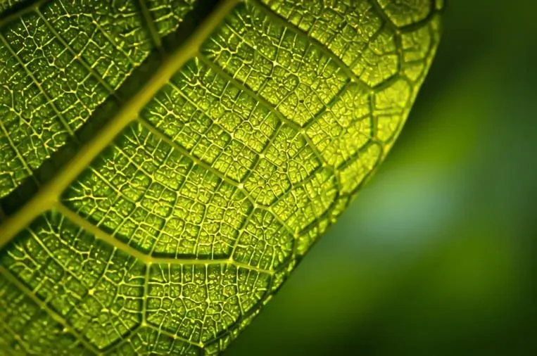 Ultra Detailed Macro Nature Photography