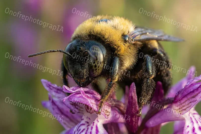 Ultra Macro Insect Generator