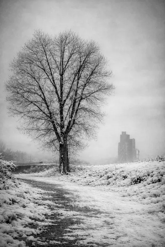 Black And White Fog