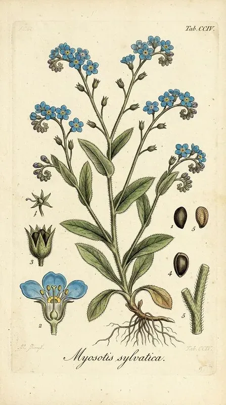 Vintage Botanical Herbarium Art Prints