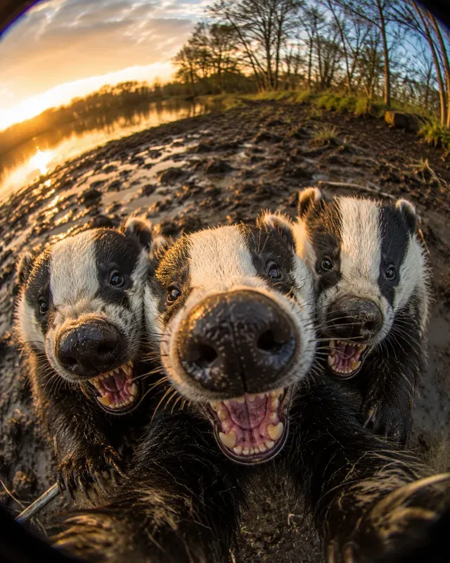 Wild Selfie Fisheyes