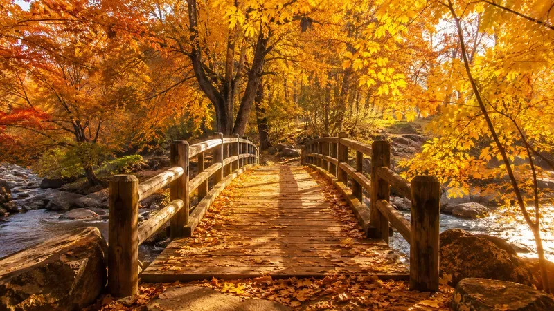 Golden Autumn Landscapes