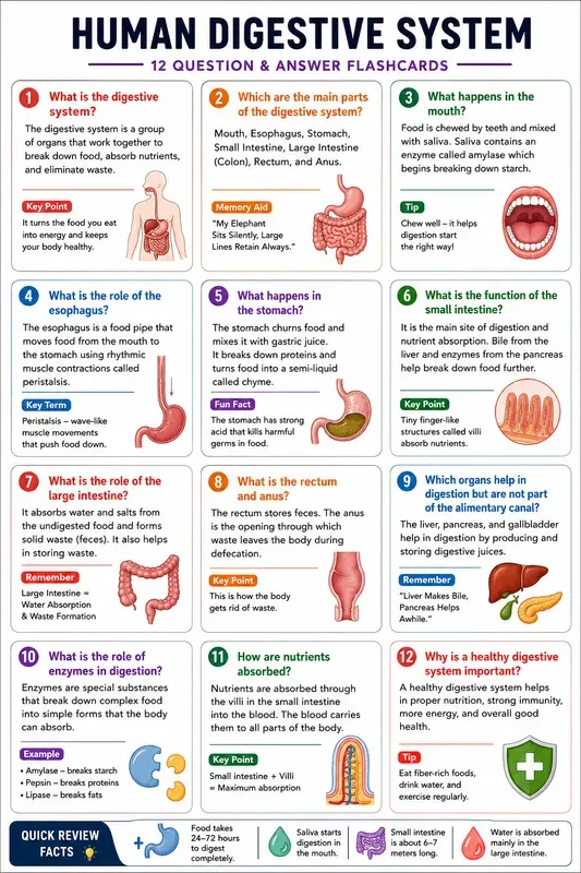 Educational Flashcard Sheet Generator