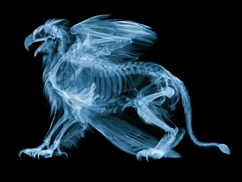 Fantastic Anatomy Xray Generator
