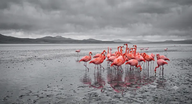 Emotional Selective Color Photography