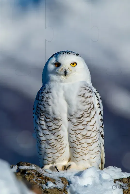 Cinematic Wildlife Photography