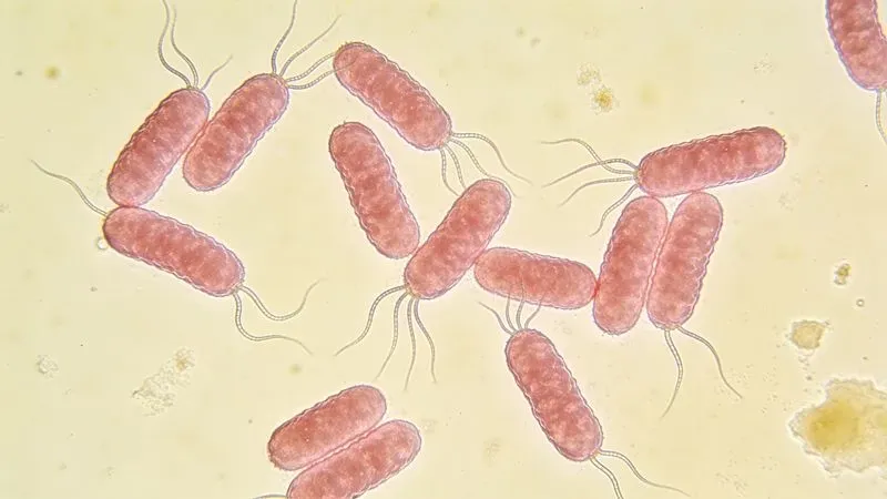 Generate Labaccurate Bacteria Viruses