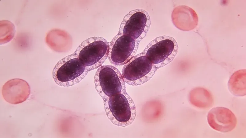 Generate Labaccurate Bacteria Viruses