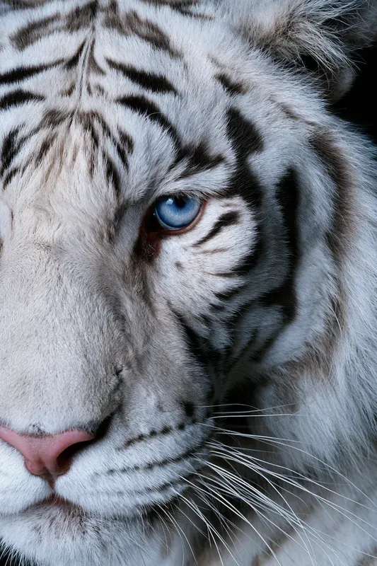 Big Cat Portrait Generator