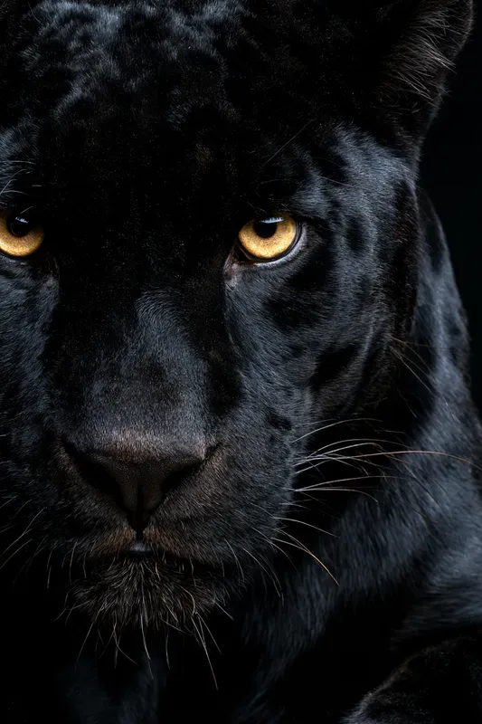 Big Cat Portrait Generator
