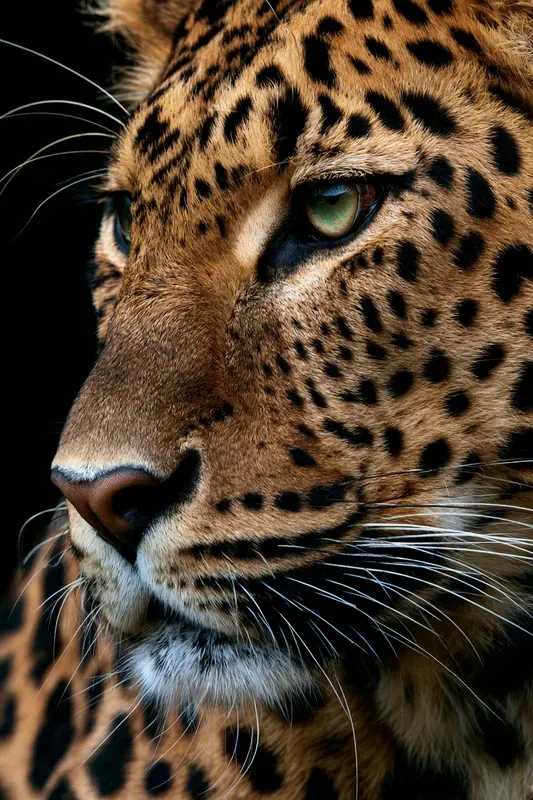 Big Cat Portrait Generator