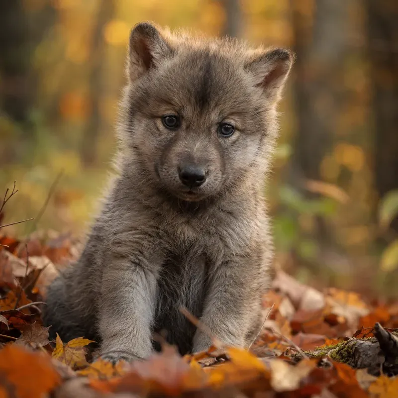 Whimsical Baby Animal Portrait Generator
