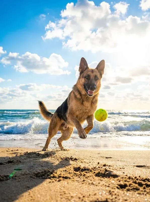 Beach Adventure Pet Portraits