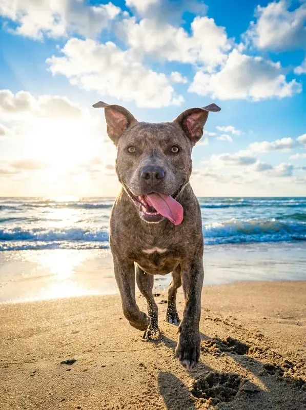 Beach Adventure Pet Portraits