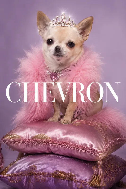 High Fashion Pet Parody Covers