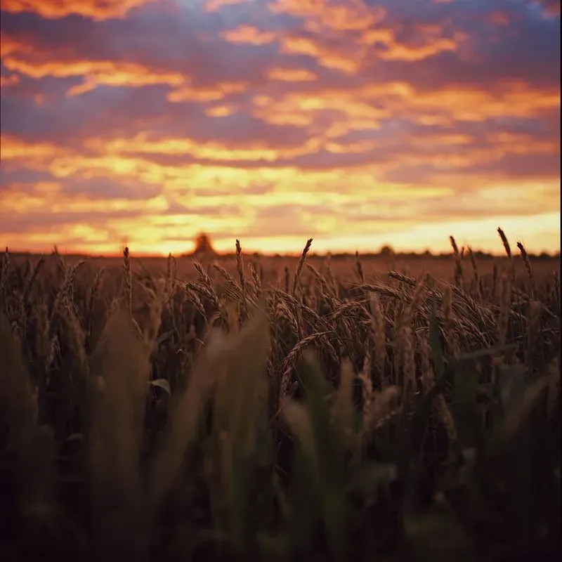 Golden Hour Sunset Field Photos