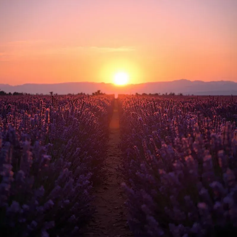 Golden Hour Sunset Field Photos