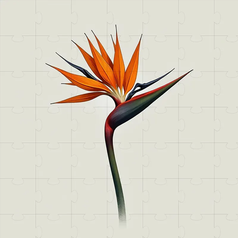 Minimalist Line Art Designs