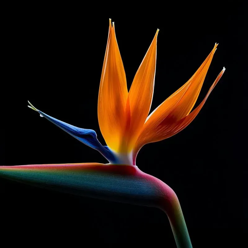 Tropical Flowers Photography